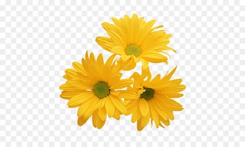 Chrysanthemum Yellow Flower White Stock photography - Yellow chrysanthemum 