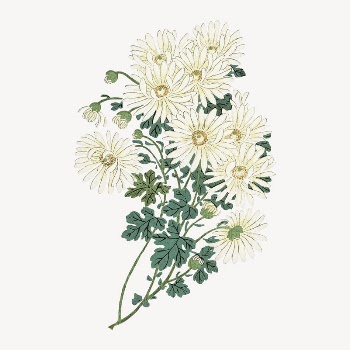 Chrysanthemums collage element, vintage illustration | Free PSD Illustration - rawpixel