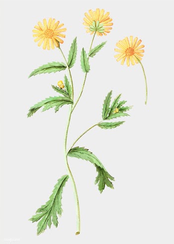 Chrysanths in vintage style | Free stock vector - 561382