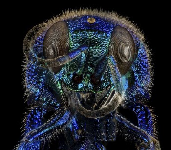 Chrysidid wasp (cuckoo wasp), metallic | Free Photo - rawpixel