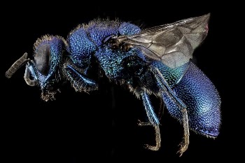 Chrysidid Wasp, side view. | Free Photo - rawpixel