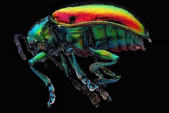 Chrysochus auratus, dogbane beetle.  | Free Photo - rawpixel
