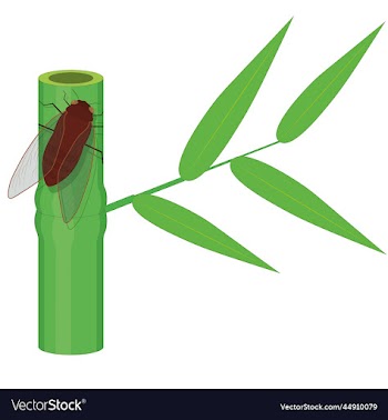 cicada on fresh green bamboo stem