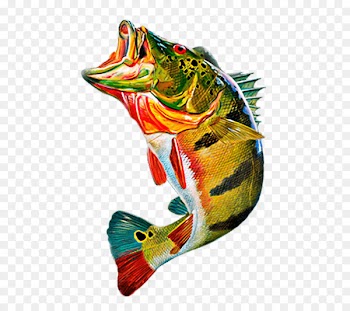 Cichla ocellaris Peacock bass Fly fishing Clip art - Fishing 