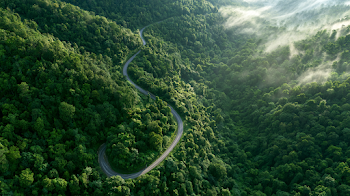 Cinematic Aerial View of a Winding Road through Lush Green Forest