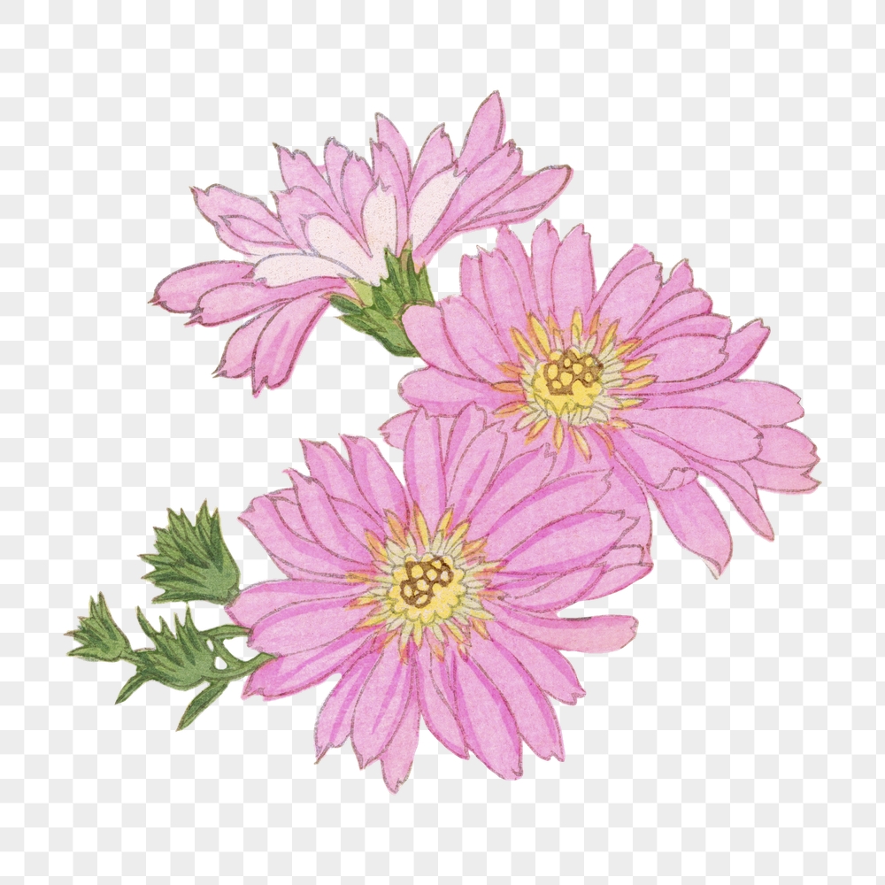 Cineraria flower png sticker, Japanese | Free PNG - rawpixel