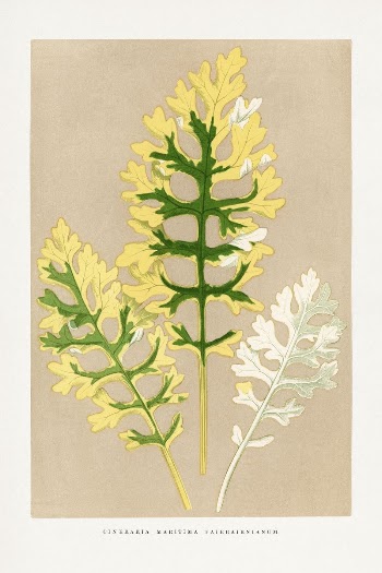 Cineraria Maritima Fairbairnianum leaf illustration | Free Photo Illustration - rawpixel