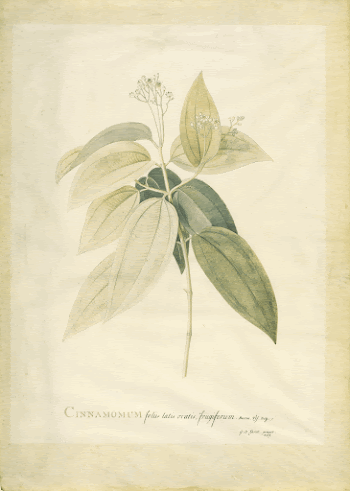 Cinnamomum; Georg Dionysius Ehret (German, | Free Photo - rawpixel