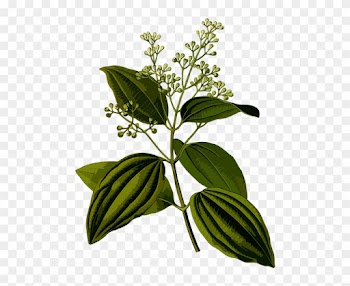 Cinnamon Leaf Organic Essential Oil - Organic Cinnamon Bark 60%