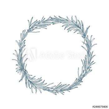 Circular decoration or wreath made of rosemary hand drawn with contour lines on white background