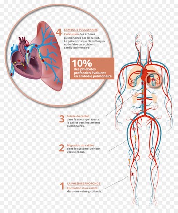 Circulatory system Organ system Heart Clip art Lymphatic system - heart 