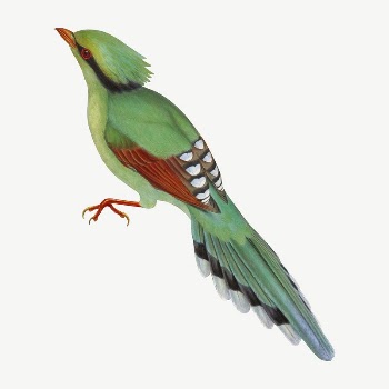 Cissa Venatoria bird, vintage animal | Free PSD Illustration - rawpixel