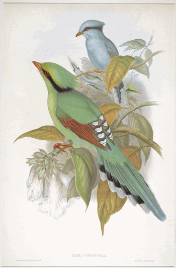 Cissa Venatoria (ca. 1850&ndash;1883) print | Free Photo - rawpixel