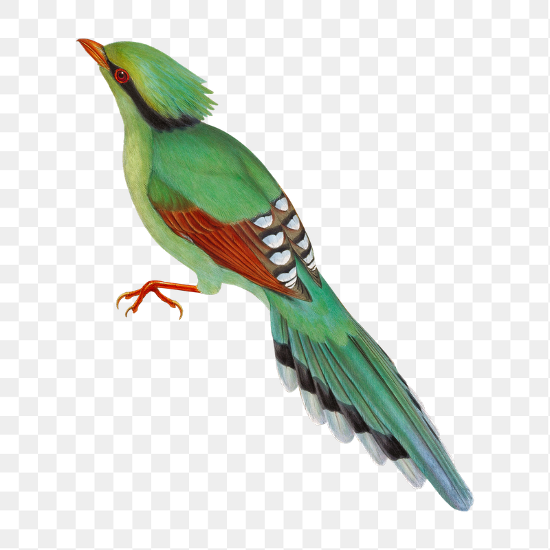 Cissa Venatoria png bird sticker, | Free PNG Illustration - rawpixel