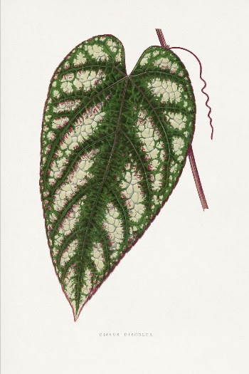 Cissus Javana leaf illustration from Les | Free Photo Illustration - rawpixel