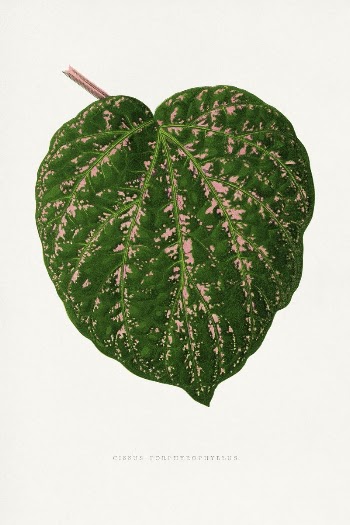 Cissus Porphyrophyllus leaf illustration from Les | Free Photo Illustration - rawpixel