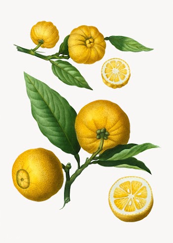 Citrus fruits | Free stock vector - 569561