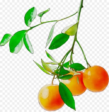 Citrus Natural foods Vegetarian cuisine Vegetarianism -  