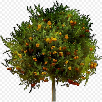 Citrus Shrub -  