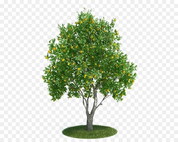Citrus × sinensis Tangerine 3D modeling 3D computer graphics - A large orange tree trees 
