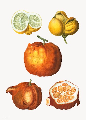 Citrus types | Free stock vector - 569537