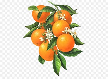 Citrus xd7 sinensis Orange blossom Botanical illustration Illustration - Small white flowers of the orange fruit 