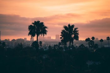 City Buildings and Trees during Golden Hour