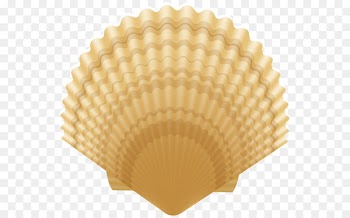 Clam Clip art Portable Network Graphics Image Vector graphics - seashell 