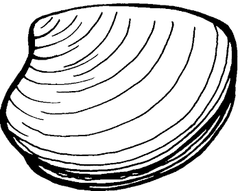 Clam Clipart Black And White - Clip Art Library
