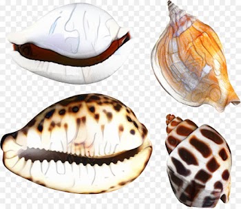 Clam, Cockle, Conch, Geography Cone PNG