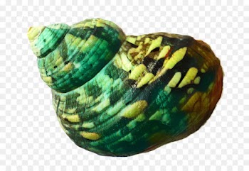 Clam, Sea Urchin, Seashell, Green, Fashion Accessory PNG