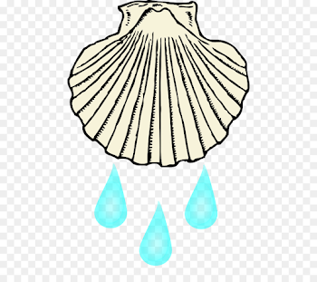 Clam Seashell Black and white Clip art - baptism png download ...