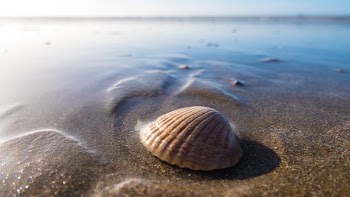 clam shell on body of water
