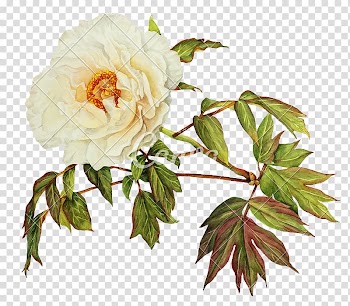 Clarke Quay Champion Hotel City Accommodation Room, watercolor white flower transparent background PNG clipart