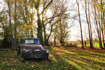Classic Brown Single Cab Pickup Truck Parked Next to Tall Trees