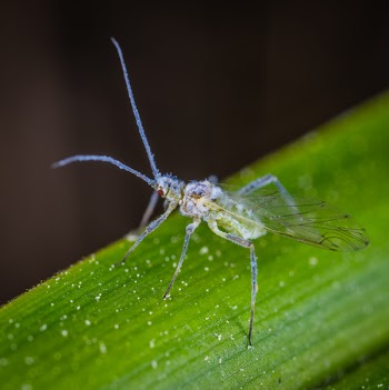 Clear and Gray Insect on Top of Green Stem
