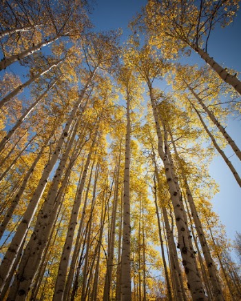 Clear blue skies above a stand of Aspen trees in southwestern Colorado during the beginning of Fall. 