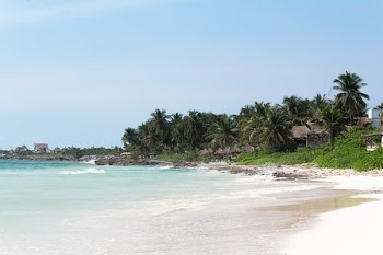 Clear Blue Water Under Full Palm Trees