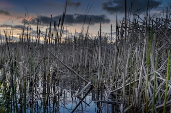 Clear Body of Water on Rice Field