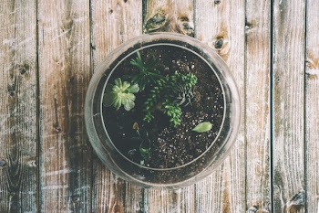 Clear Glass Terrarium With Green Leafed Plant