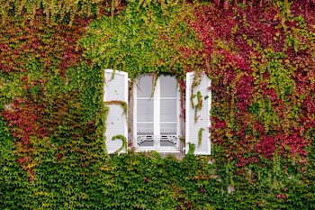 clear glass window with grown green and pink vines