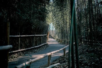 Clear Pathway in Line of Bamboo Trees