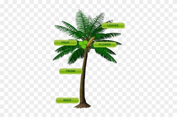 Click Each Label In The Coconut Tree To View The Details - Coconut Tree With Parts