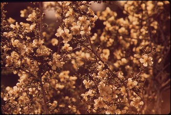 Cliff Roses, 05/1972. Original public | Free Photo - rawpixel