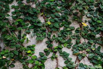 Climbing plant on a wall