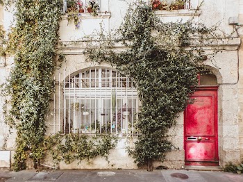Climbing Plants on White Wall