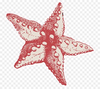 Clinic Coast Community Health Center Starfish - appointment graphic 