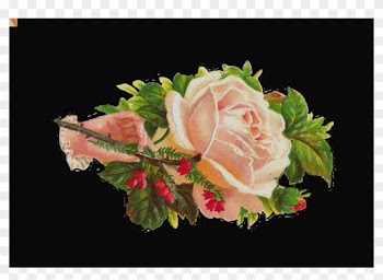 Clip Art Antique Images Free Flower Graphic White Rose - Garden Roses