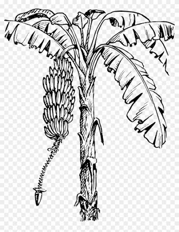Clip Art - Banana Tree Line Art