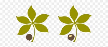 Clip Art Buckeye Leaf - Buckeye Clipart